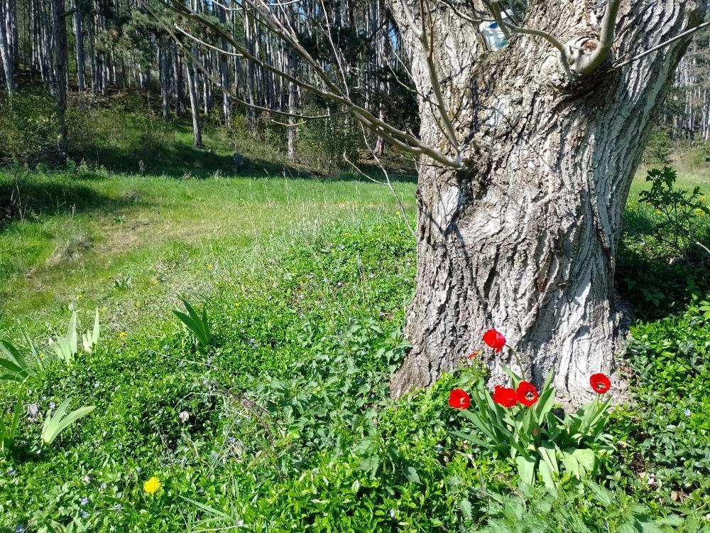 Penzion Litohlavy 17 - Na Samote U Lesa Králŭv Dvŭr Exteriér fotografie